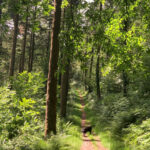 Woodland Management