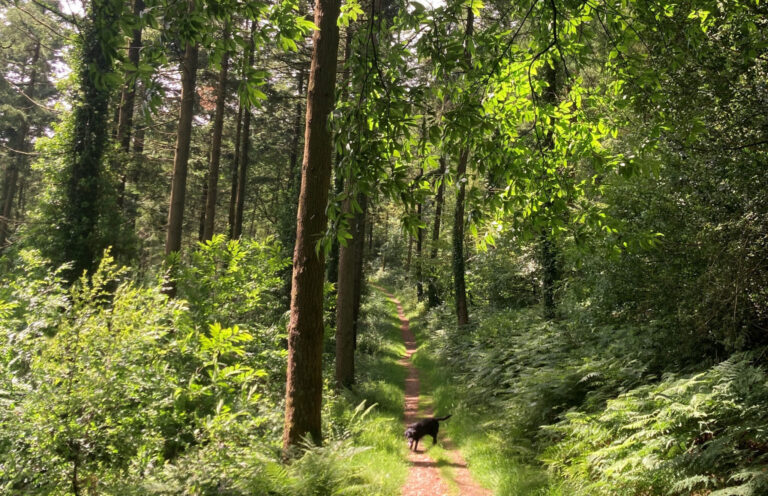 Woodland Management