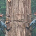 Tree Felling