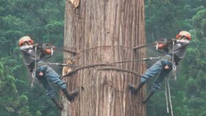 Tree Felling