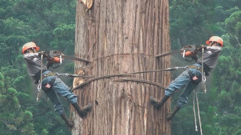 Tree Felling