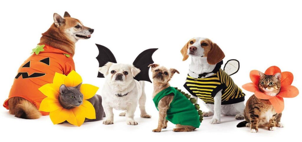 pet apparel wholesale