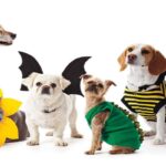pet apparel wholesale