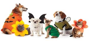 pet apparel wholesale