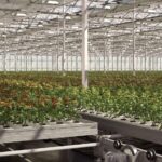Essential Greenhouse Supplies for Ventilation, Humidity, and Pest Control