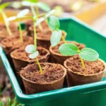 Think You Know Seedlings? These 7 Myths Say Otherwise