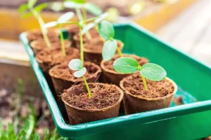 Think You Know Seedlings? These 7 Myths Say Otherwise