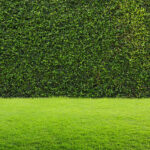 green grass and hedge background