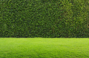 green grass and hedge background