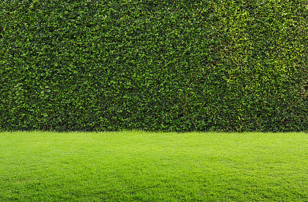 green grass and hedge background