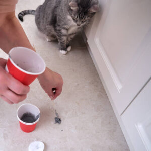 pet stain odor removal in Ashburn
