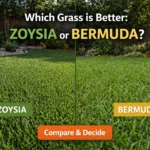 69e8cec82a87e009f45f687b_zoysia grass vs bermuda grass (1)