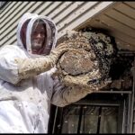 How to Prevent Bees From Nesting in Stone Walls and Pathways