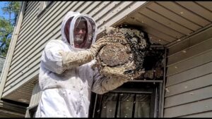 How to Prevent Bees From Nesting in Stone Walls and Pathways