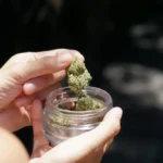 24 hour dispensary vancouver