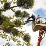 Tree Trimming Services Colleyville TX