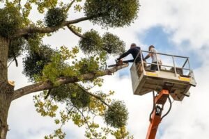 Tree Trimming Services Colleyville TX