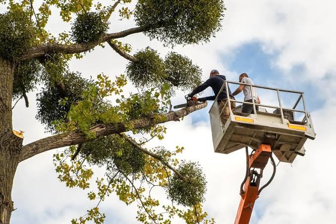 Tree Trimming Services Colleyville TX