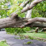 Tree Services