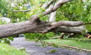 Tree Services