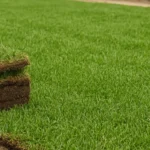 best time to install zoysia sod