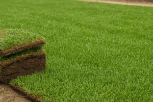 best time to install zoysia sod