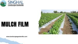 mulch film