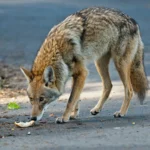 Wildlife-Removal-in-Houston-TX-6-590-by-450