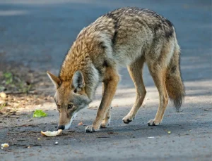 Wildlife-Removal-in-Houston-TX-6-590-by-450