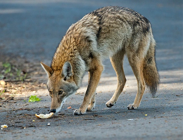 Wildlife-Removal-in-Houston-TX-6-590-by-450