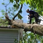 Tree Services
