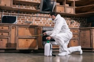 Pest Control Services in Lahore: 7 Benefits of Professional Termite Control
